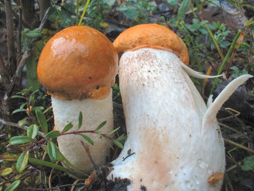 leccinum aurantiacum